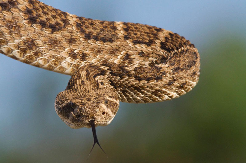 Dream of Snake Chasing You: Hidden Meaning Revealed