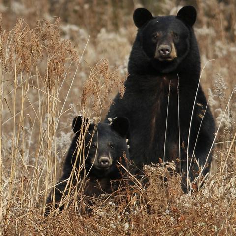 The Interpretation and Deeper Message of Dreams About Bears