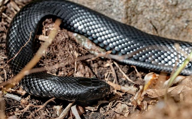 Spiritual and Cultural Perspectives on Snake Dreams